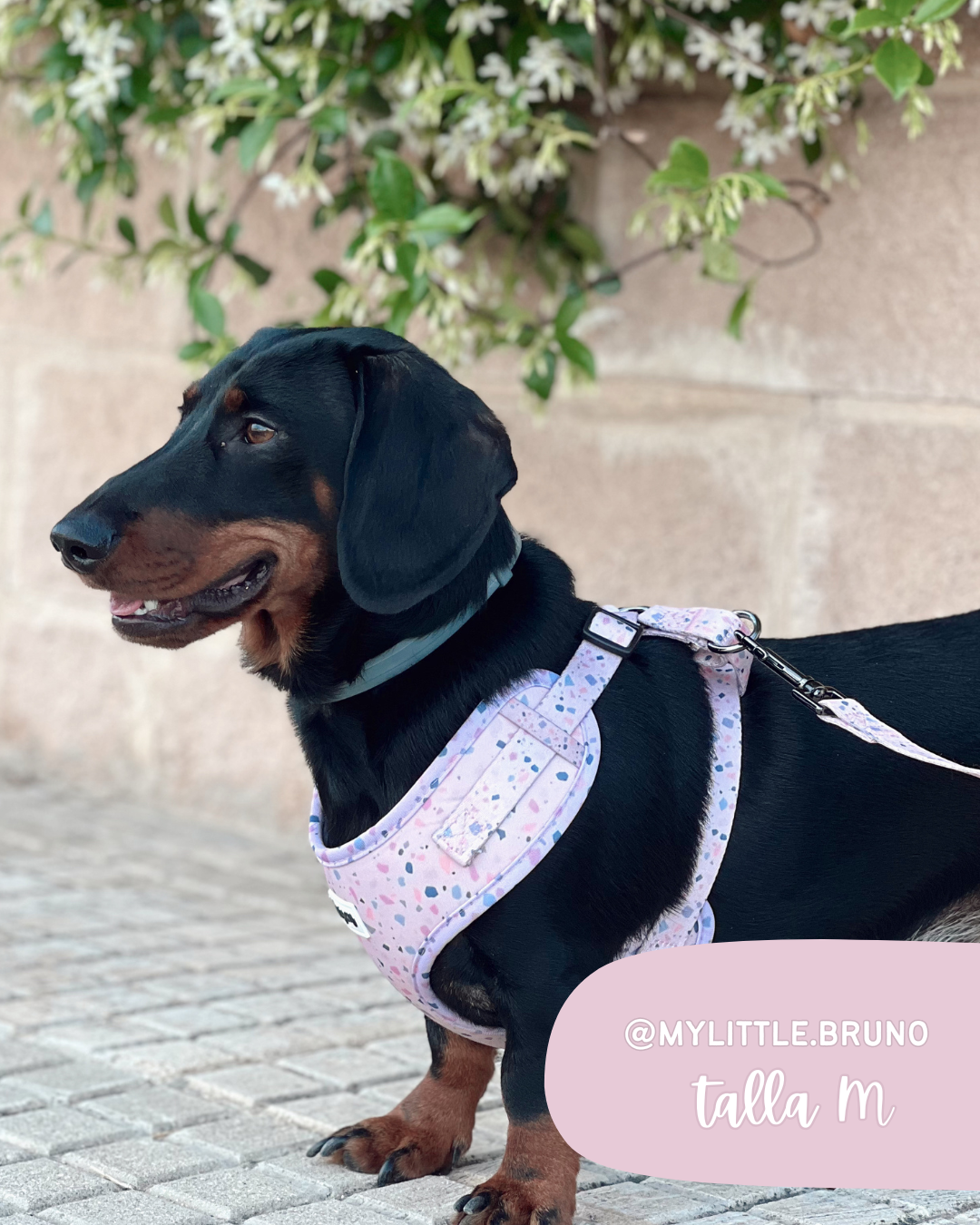 Arnés TERRAZZO - Imagen 3